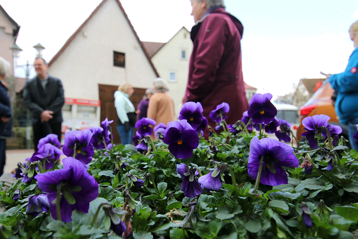 Frühling hält Einkehr in Friolzheim
